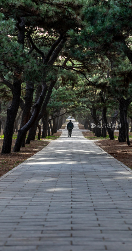 北京天坛公园早春