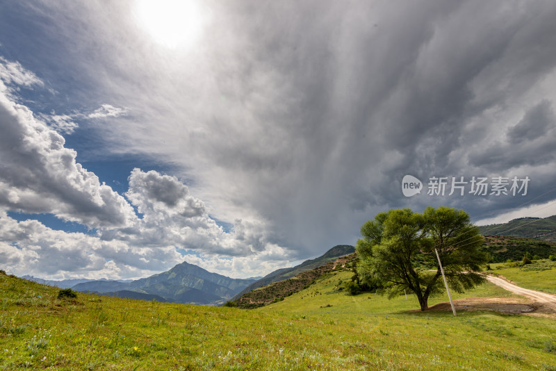 蓝天白云草原大树