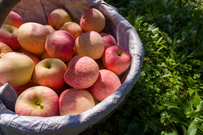 阳光下篮子里的红苹果农村农业种植收获丰收