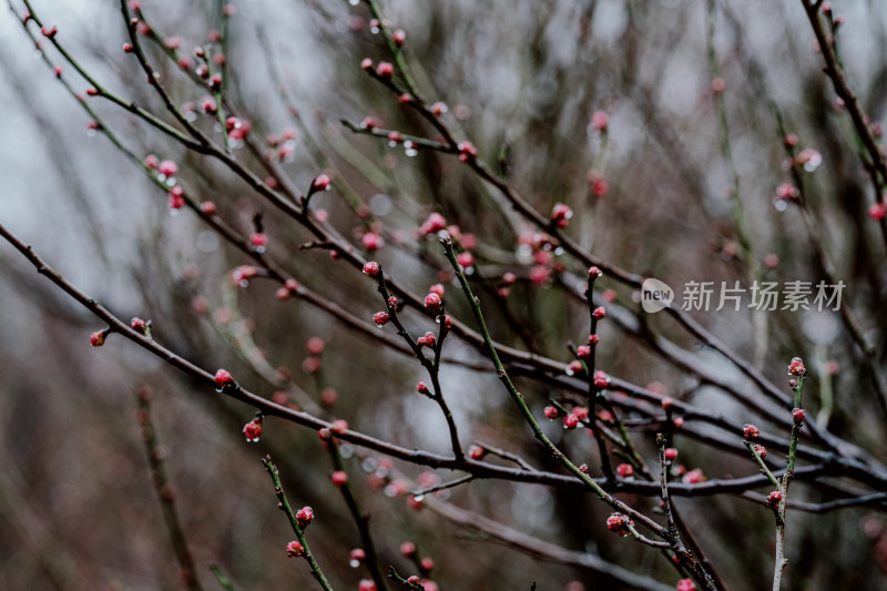 雨天盛开的西溪湿地梅花微距视角