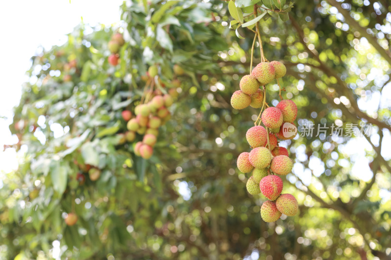 挂满荔枝的荔枝树