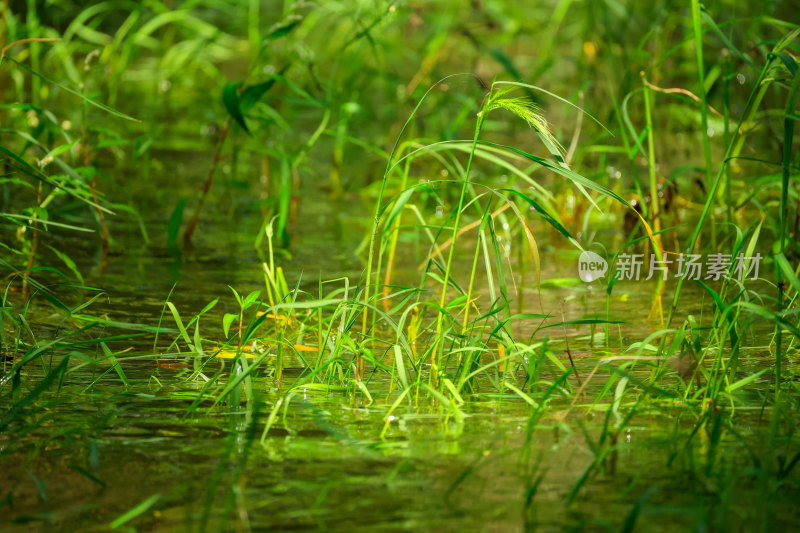 水中生长的绿色水草