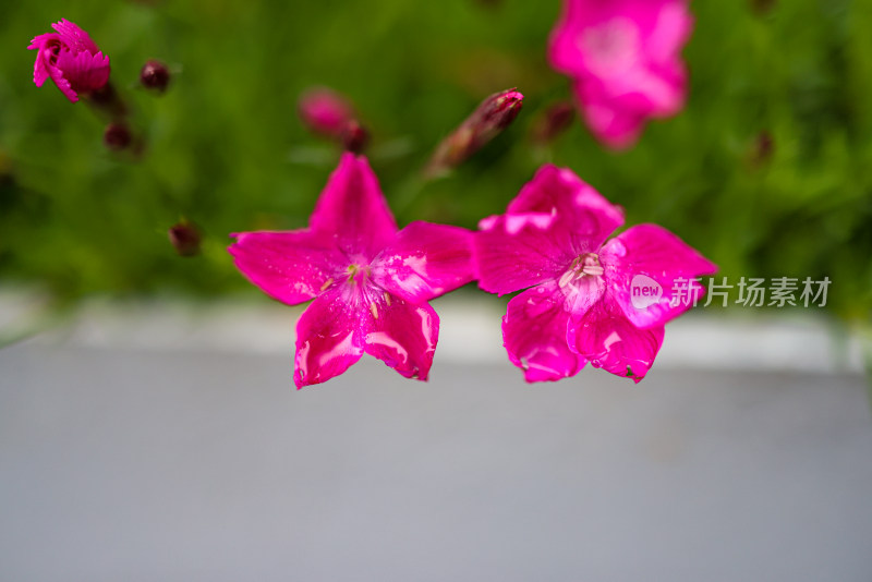 花园里的小红花 石竹