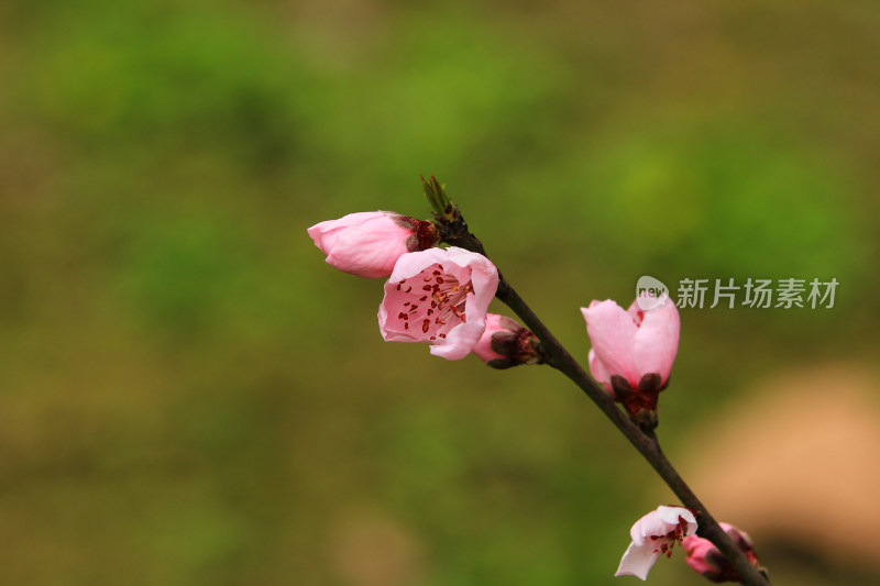 粉色的春桃花盛开