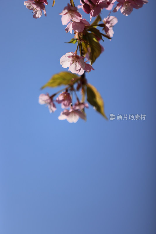 杭州西湖花港观鱼的河津樱樱花