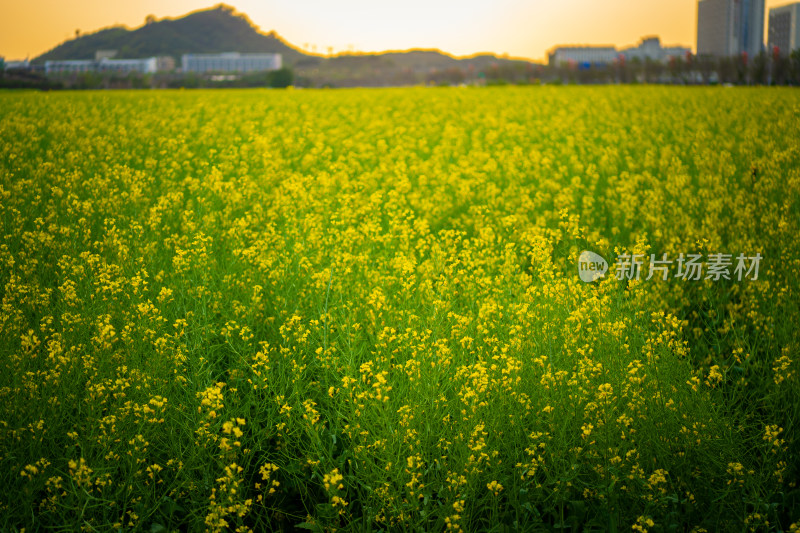 欢乐田园盛开的大片油菜花田