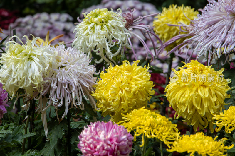 菊花展览各色菊花秋菊盛开