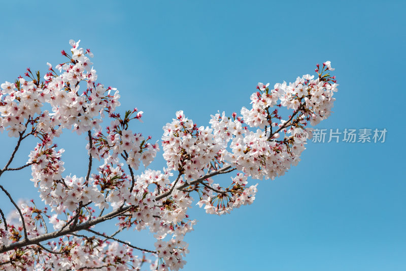 春天樱花开花特写