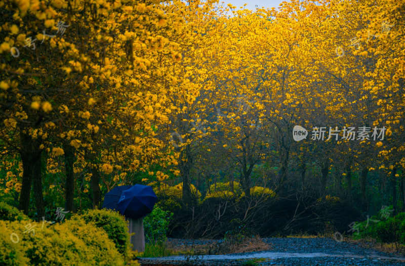 鲜花花朵花卉花树