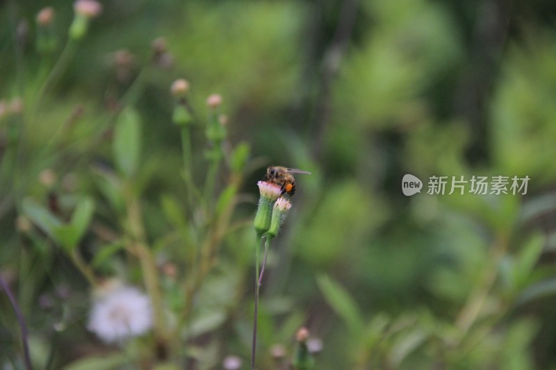 广东东莞：蜜蜂采蜜