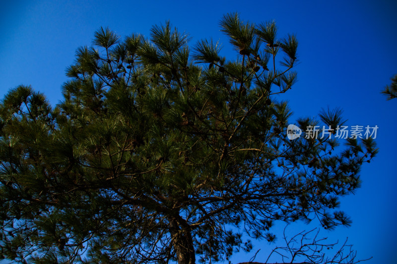 松树剪影与湛蓝天空