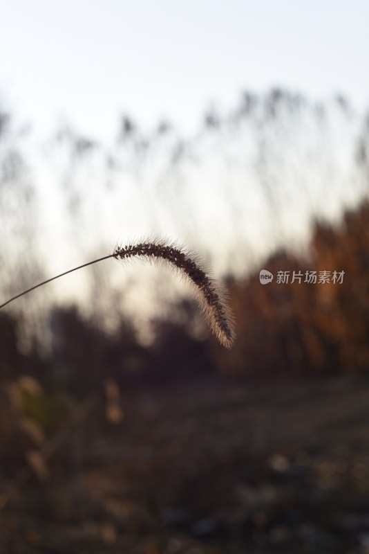 户外特写一根狗尾巴草的景象