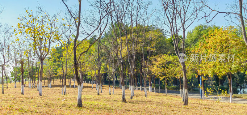 佛山新城佛山公园阳光下的树林