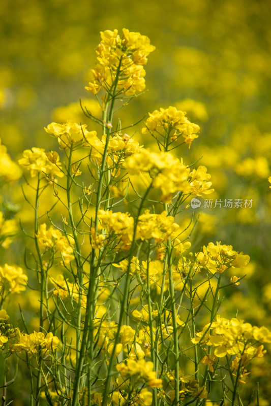 春天野外金灿灿的油菜花田金黄色花海