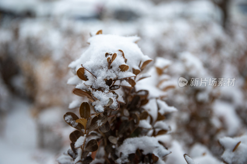 冬日植物上的积雪照片