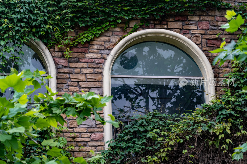 建筑窗户绿植