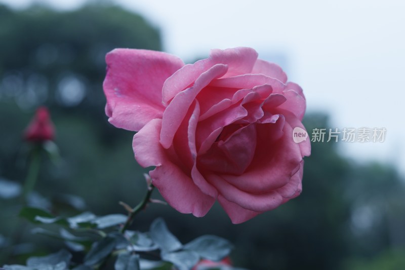 红色月季花 粉红色月季花