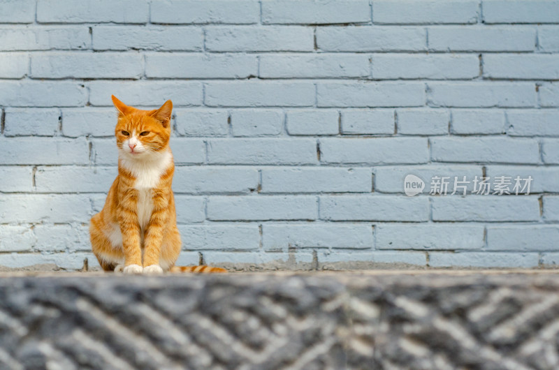 一只蹲在白色砖墙前的花猫