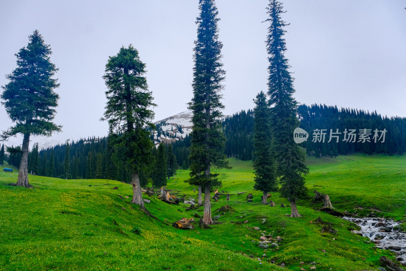 新疆伊犁那拉提的草原森林雪山和小溪