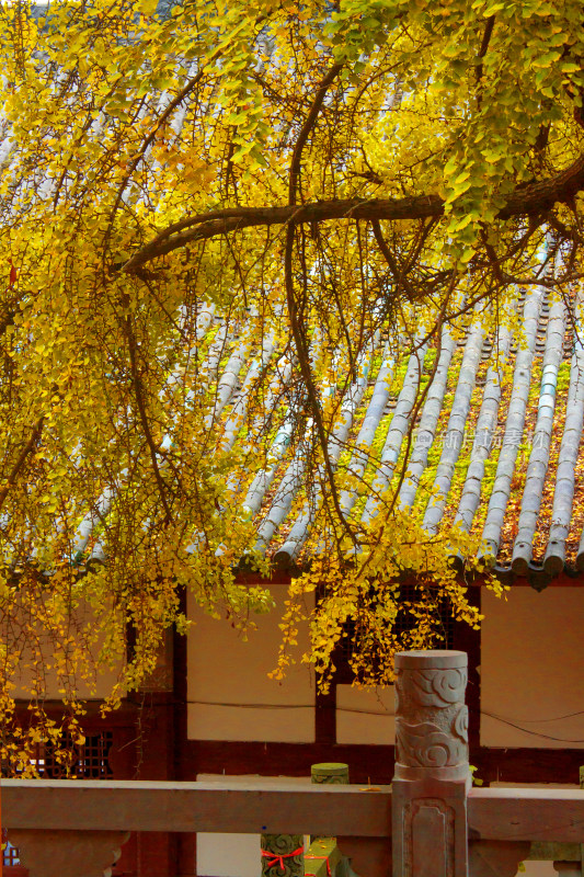 秋天背景植物银杏古建筑