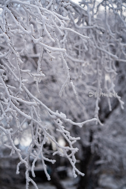 被雪覆盖的树枝特写