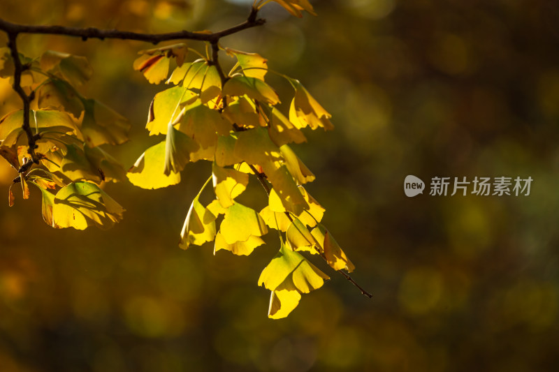 阳光下的银杏树枝特写