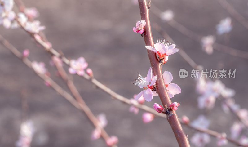 中国东北春季正在开花的小桃红