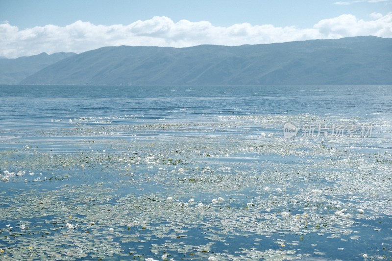 洱海水面上漂浮水性杨花的湖泊自然风光全景