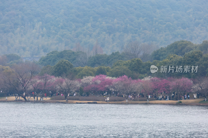 杭州湘湖边盛开的粉色与白色相间樱花景观