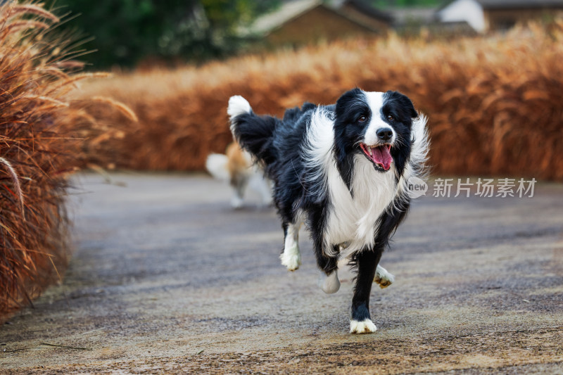 黑色边牧