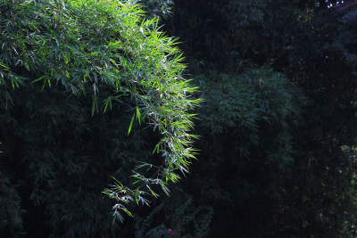 绿色植物叶片背景