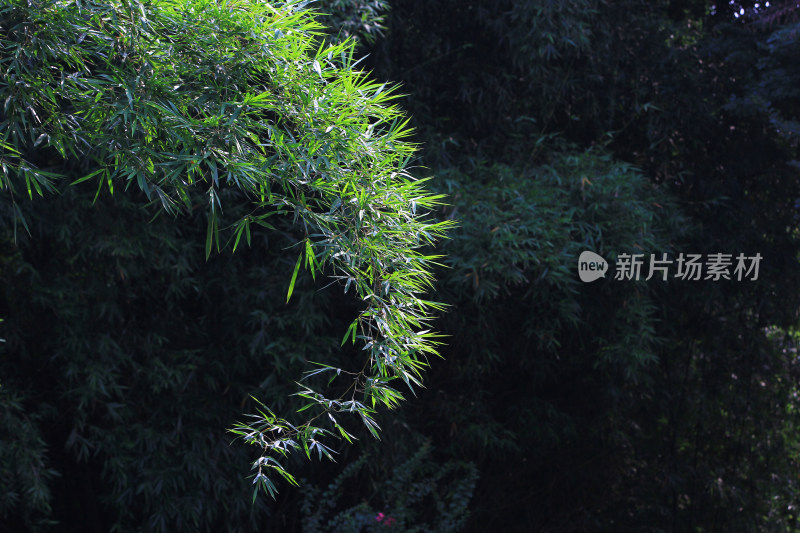 绿色植物叶片背景