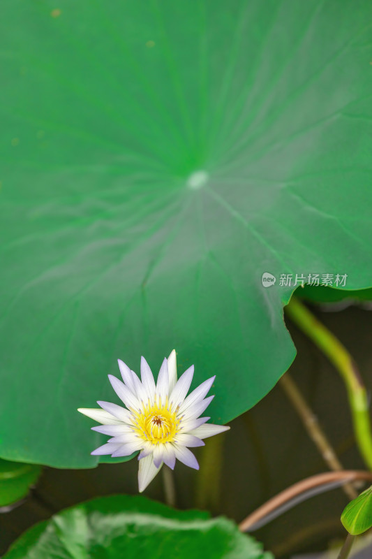 睡莲蓝睡莲花朵莲花植物自然户外池塘