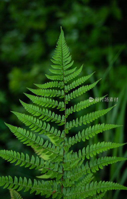 蕨类植物的叶子