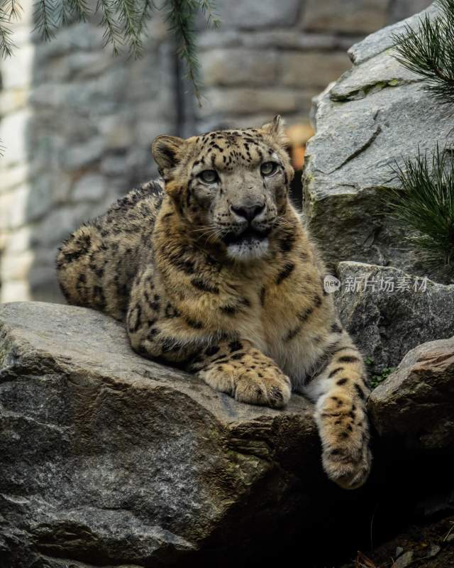 野生动物豹子猎豹猎食动物