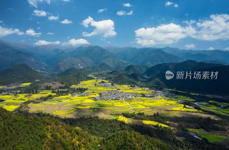 高黎贡山下大片金黄的油菜花田