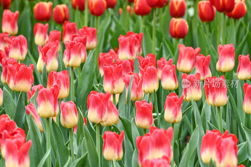 郁金香花海