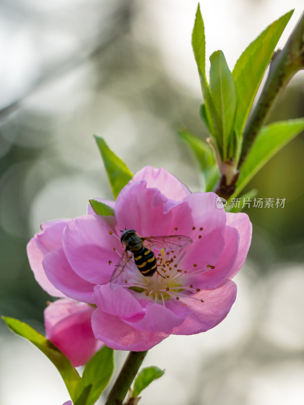 春天的桃花开花特写