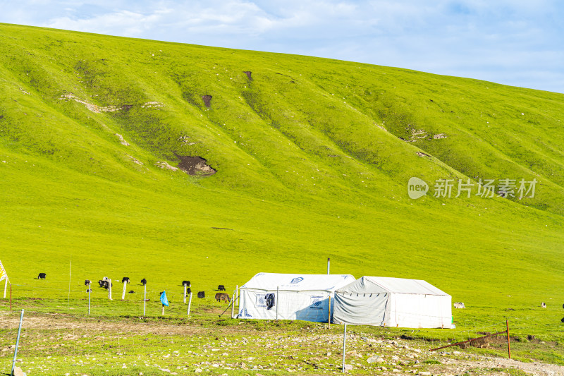 夏季青海祁连山蓝天白云草原牧场