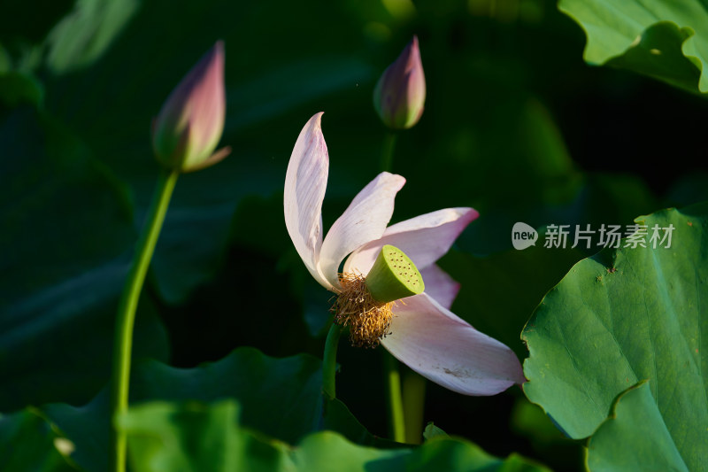 池塘中的荷花