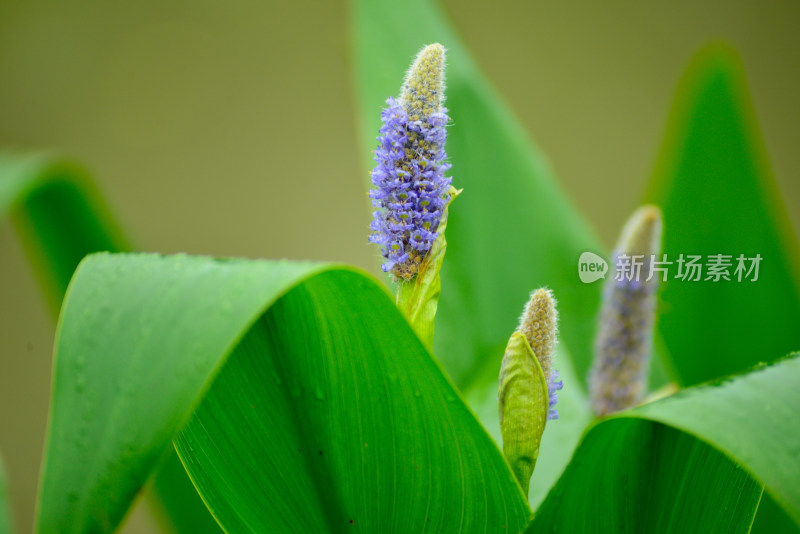 湖边的梭鱼草