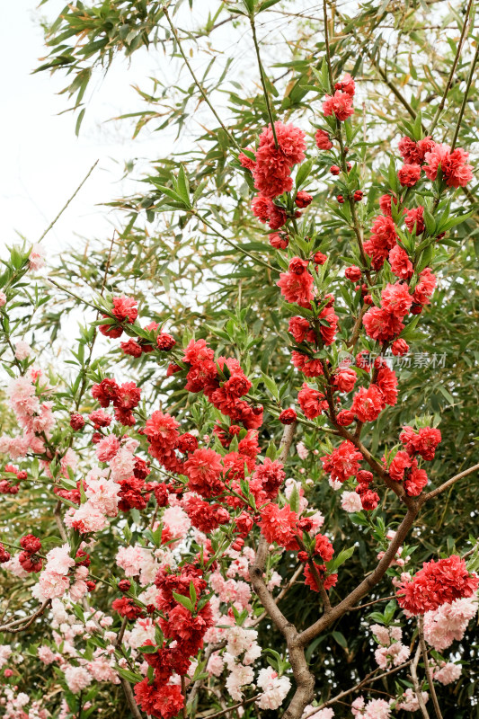 北京莲花池公园桃花