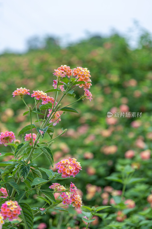 马缨丹花