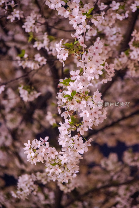 湖南常德府坪街春季樱花街道夜景