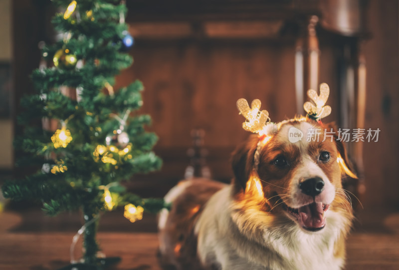 室内一只圣诞节装扮的可爱牧羊犬