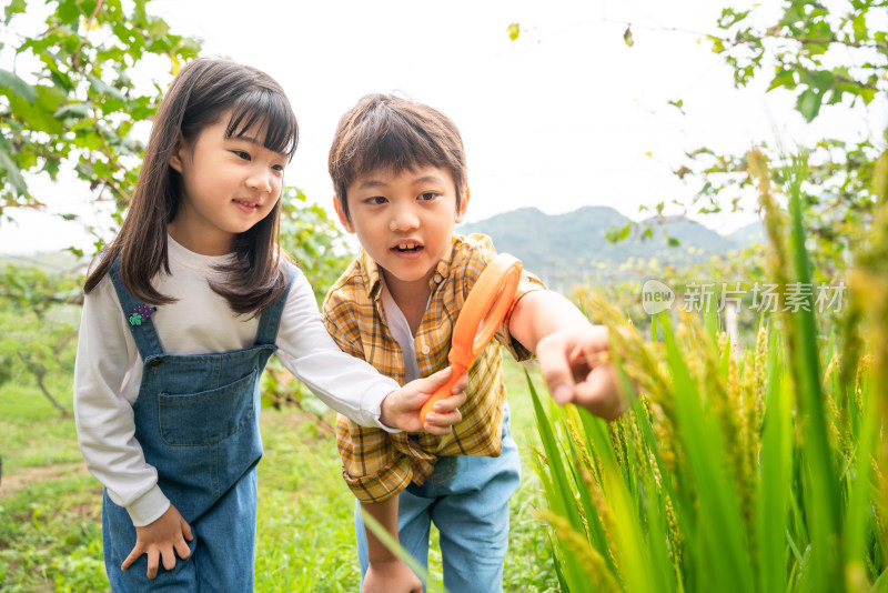 小朋友拿着放大镜观察植物