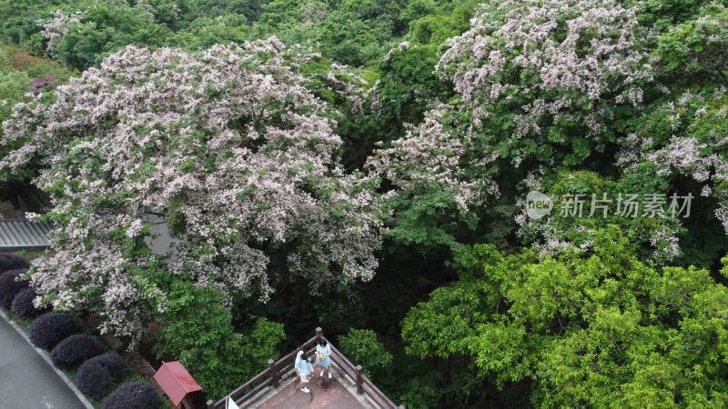 广东东莞：短萼仪花盛开