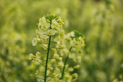 汉中皇塘的油菜花