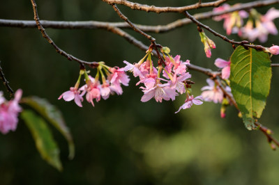 樱花特写拍摄