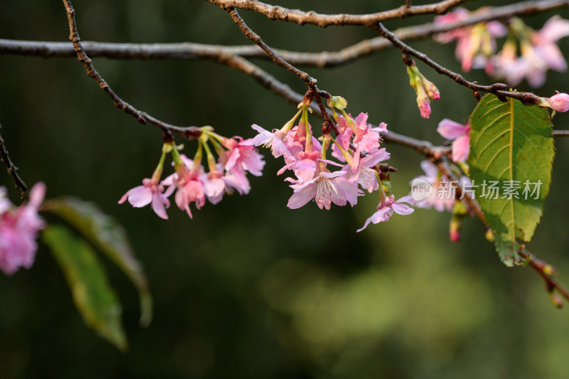 樱花特写拍摄